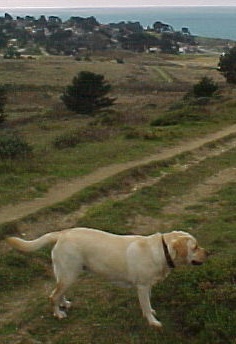 Gracie dog enjoys a hike at Rancho Corral de Tierra