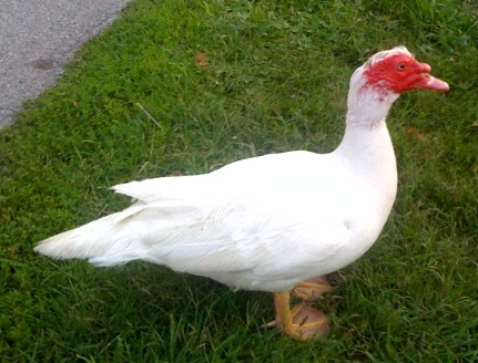 A chuck, a cross between a chicken and duck