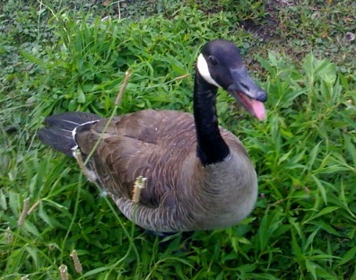 A very rude goose at Dewine Pond