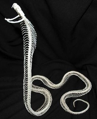 Articulated skeleton of Sumatran Spitting Cobra at the Bone Room