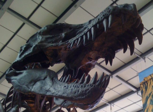 Close up of t-rex head