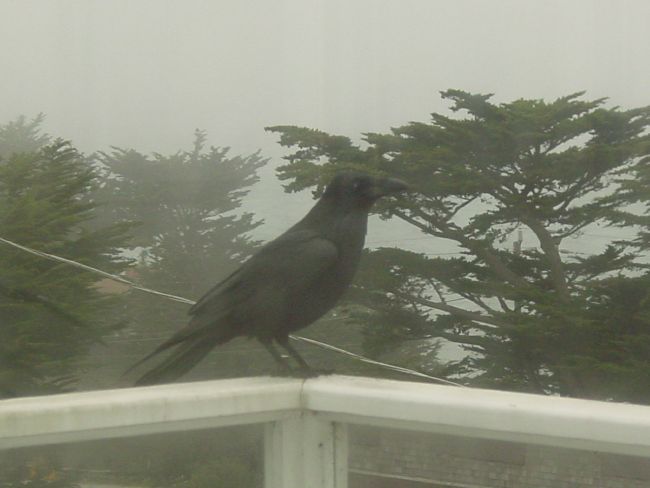 Summer Sunset with Raven, San Mateo County Coast