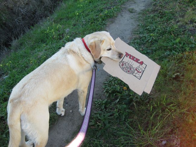 Gracie the green dog, recycling cardboard along her walks on the California Coast