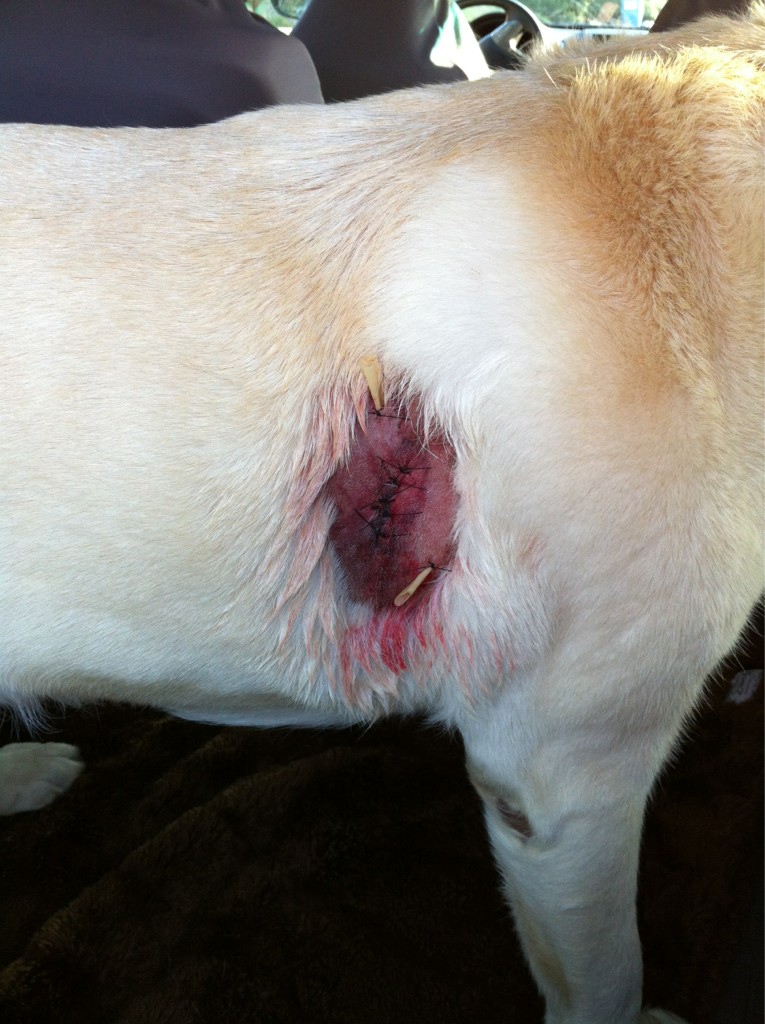Gracie the dog's wound post pit bull attack