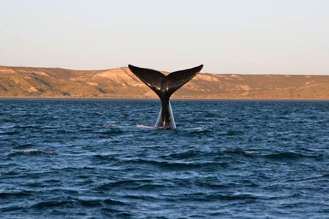 Farewell Wave from a Whale Tail