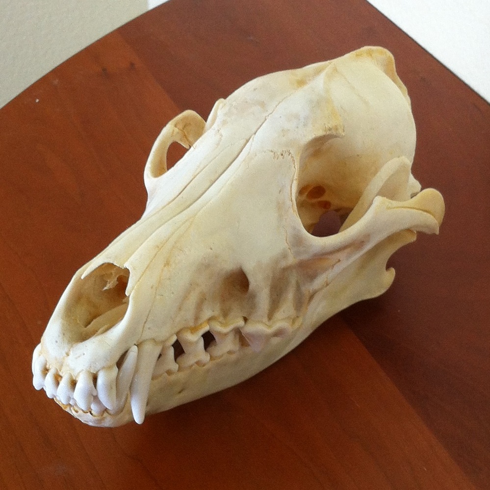 Skull of a mature coyote from New Mexico