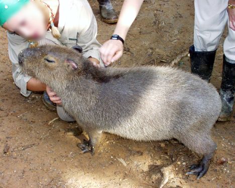 Image of a Capybara, a real rodent of unusual size