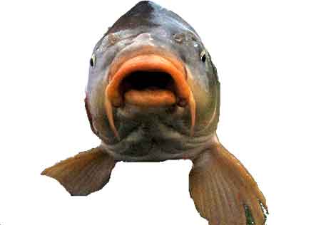 frontal image of a carp 