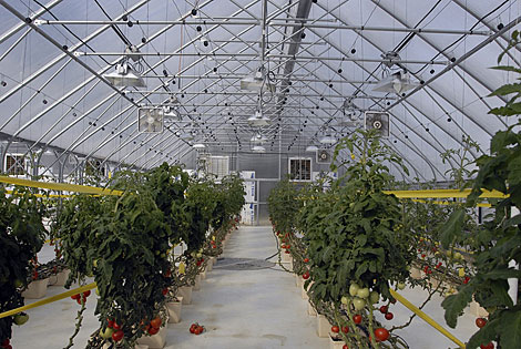 Greenhouse at Chena Hotsprings, these tomatoes are growing in near darkness at -50F