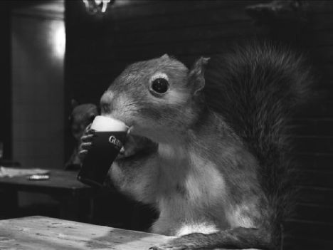 Image of a squirrel drinking a Guiness Draught Beer