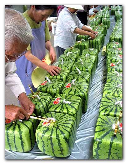 Specially designed square watermelons for easier storage