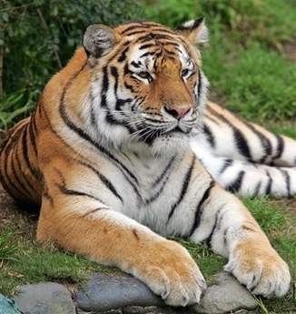 Tatiana the Tiger, killed one and mauled two other visitors at the SF Zoo on Christmas (2007)
