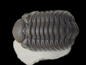 Photo of fossilized trilobite from Morocco