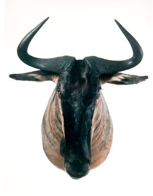 Photo of a mounted wildebeest head