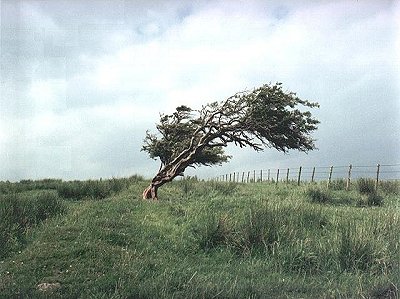 Wind blown tree in a field